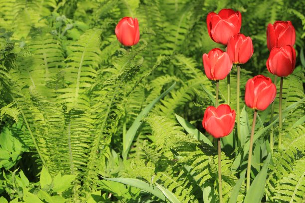 花园里的红色郁金香。春天。绿色的蕨类植物图片下载