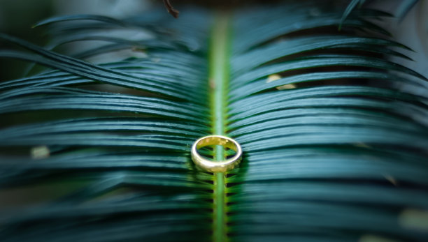 金戒指在叶子上图片下载