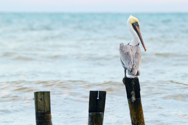 一只鹈鹕栖息在海边的一根木杆上。图片下载