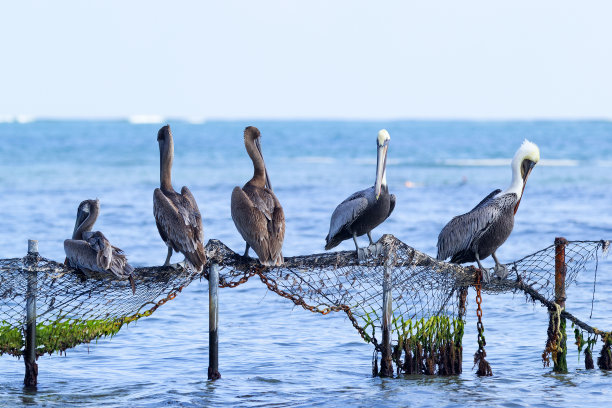一群鹈鹕栖息在海边的渔网杆子上。图片下载