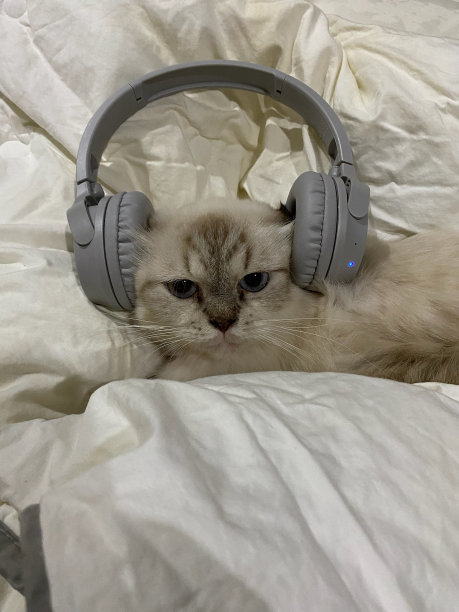 看起来很凶猛的猫图片下载