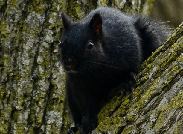 鸟瞰东部灰松鼠-黑色-奇怪地楔在一棵树上图片下载