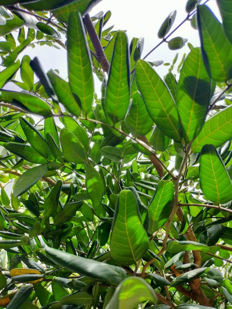 桂圆叶图片下载