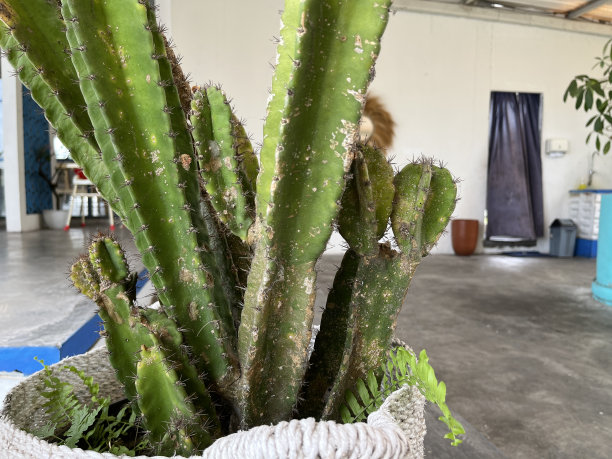 在空地上种植仙人掌作装饰用图片下载