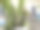 在空地上种植仙人掌作装饰用图片下载