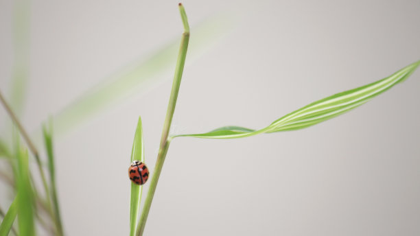 一只瓢虫在竹子上图片下载