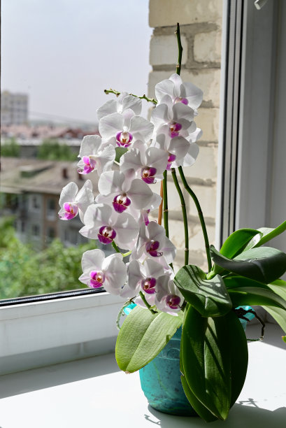 人们在春天用软布擦拭室内植物叶子上的灰尘。春季室内植物护理理念。兰花通常被称为spath或和平百合，生长在家庭房间的花盆中。图片下载