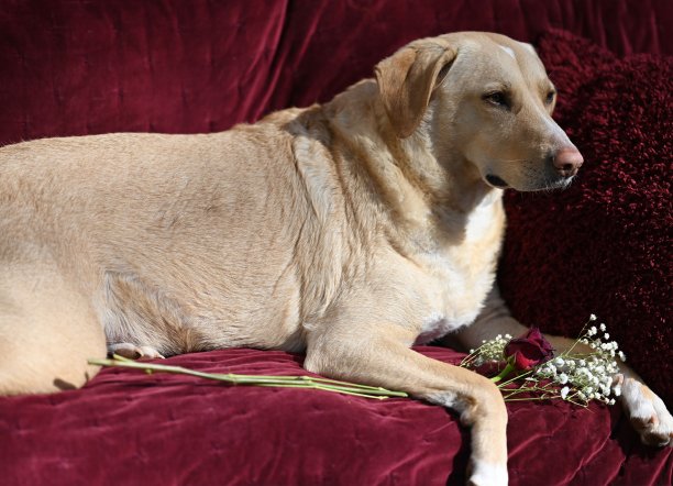 在红色毯子上，带着玫瑰的黄色拉布拉多混血犬图片下载