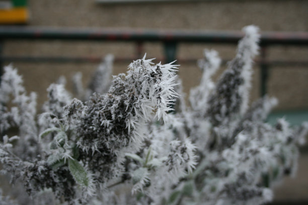 冷冻绿色植物图片下载