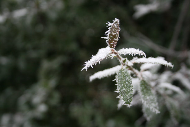 野生植物冷冻图片下载