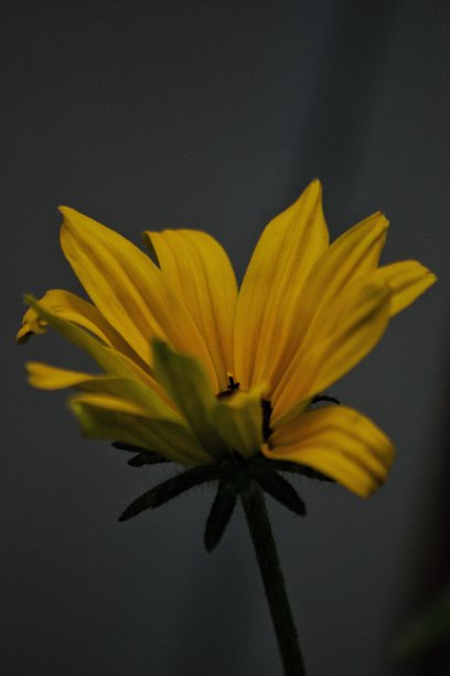 一个美丽的小向日葵在黑暗背景的垂直特写镜头图片下载