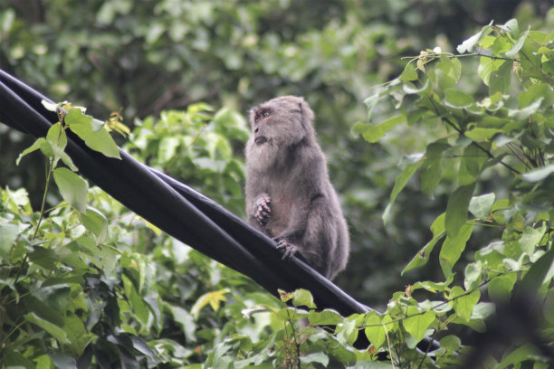 灰色的猴子图片下载