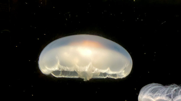 黑色背景下的水母图片下载