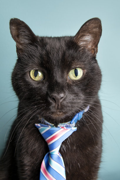 严肃的生意黑猫领带图片下载