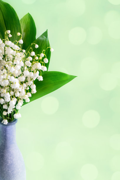 铃兰(铃兰)-花瓶中的花束图片下载