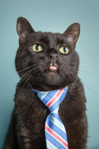 戴领带的滑稽猫做了一个愚蠢的脸图片下载