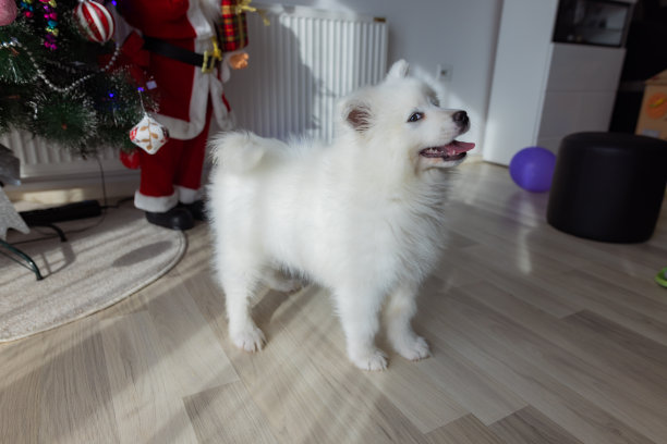 家养房间里的萨摩犬图片下载