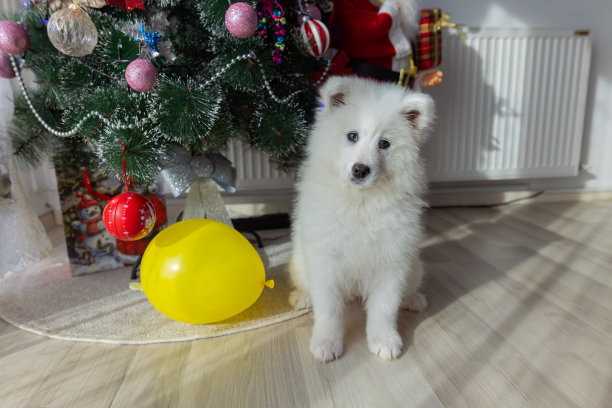 萨摩耶小狗在家里的圣诞树旁图片下载