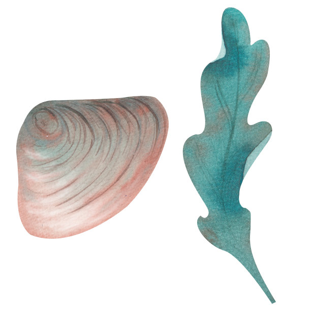 水彩画水下生活对象与海藻和贝壳隔离在白色。图片下载