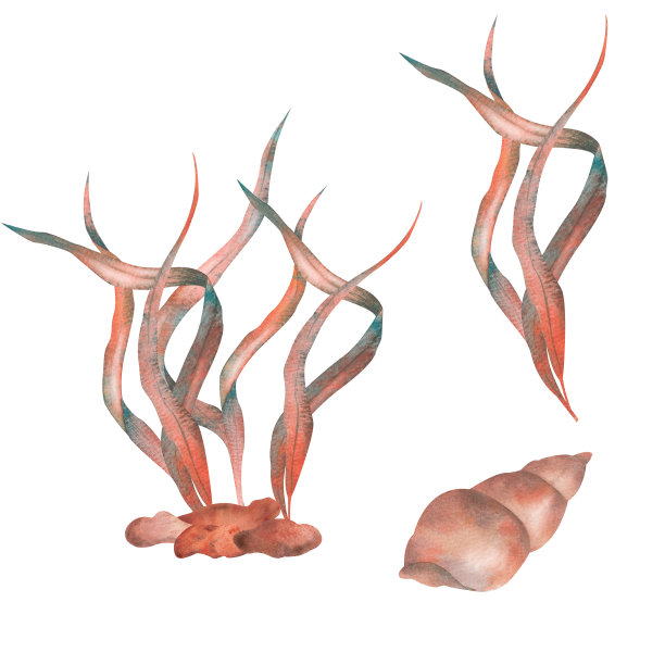 一套藻类，绿松石水下植物，手绘水彩插图。图片下载
