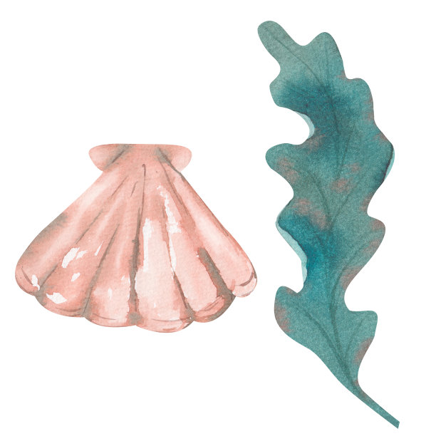水彩画水下生活对象与海藻和贝壳隔离在白色。图片下载