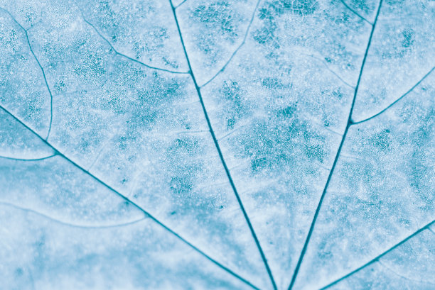 秋天的枫叶特写。淡蓝色的艺术照片图片下载