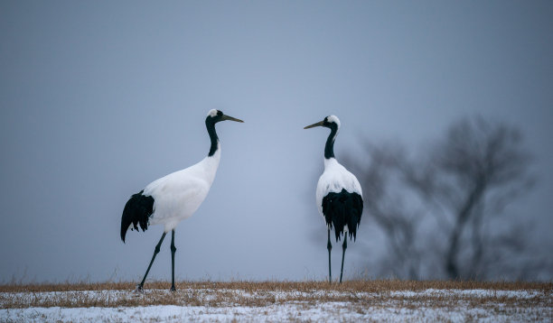 北海道钏路冬季雪地上丹顶鹤的选择性拍摄图片下载
