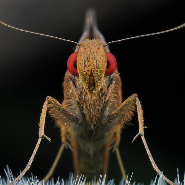 蝴蝶船长红了眼睛图片下载