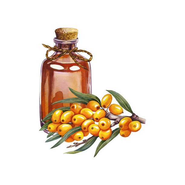 用沙棘莓枝和沙棘油装在玻璃瓶里。水彩。用于美容，医药图片下载