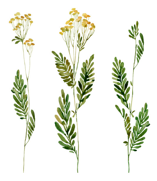 水彩花卉插图图片下载