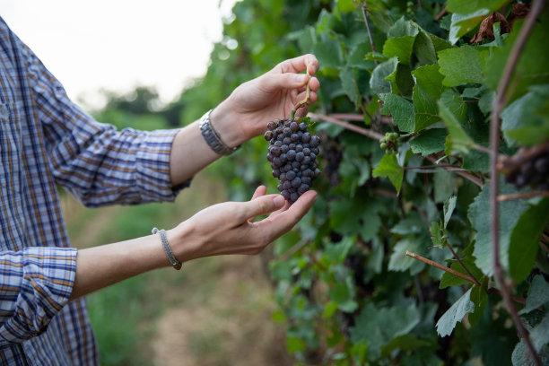 一个葡萄种植者的手特写检查他的葡萄在葡萄园的质量图片下载