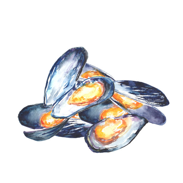水彩画贻贝的插图图片下载