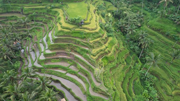 Tegalalang梯田稻田鸟瞰图图片下载