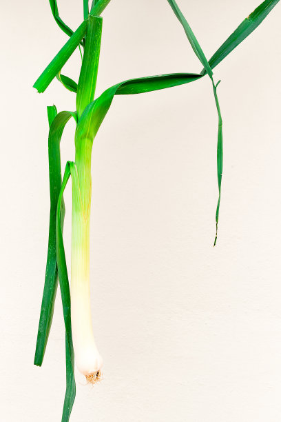 新鲜采摘的韭菜在浅米色墙壁背景复制空间，垂直框架，新鲜蔬菜从农贸市场。图片下载