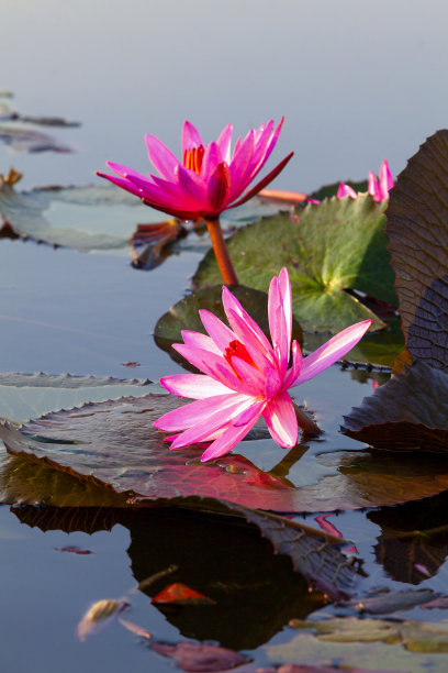 班布阿达昂，农汉乌冬他尼，美丽的荷花田在红莲全景视图。图片下载