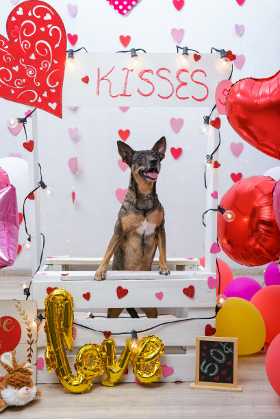 接吻亭上的宠物肖像。工作室肖像的狗与气球和心脏。图片下载