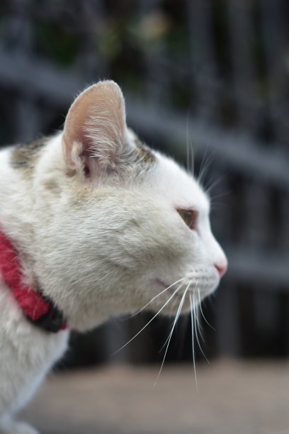 白色的猫带着红色的项圈图片下载
