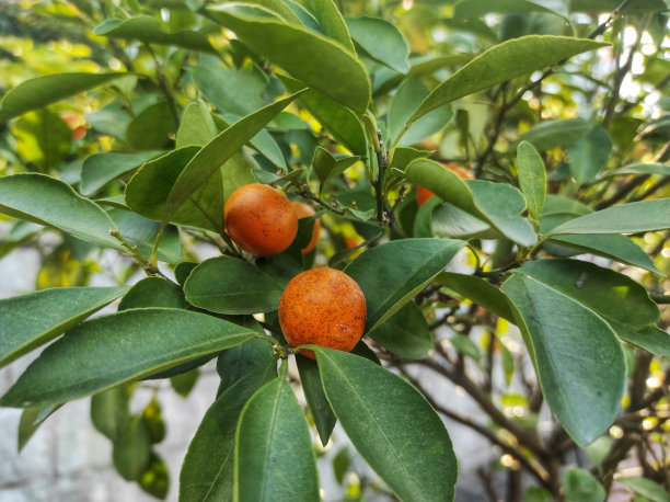 柑桔(Citrus reticulata)图片下载