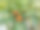 柑桔(Citrus reticulata)图片下载