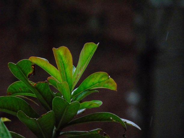 鸡蛋花花图片下载