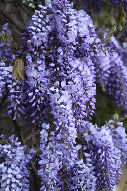 丁香簇簇盛开的紫藤图片下载