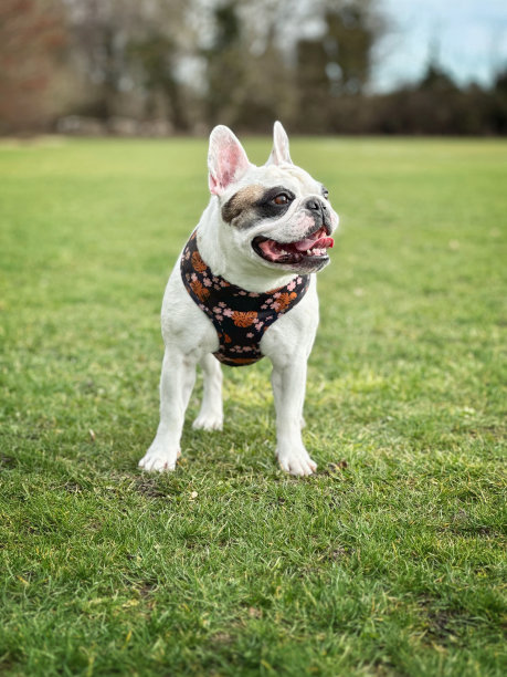 法国斗牛犬在绿地散步图片下载