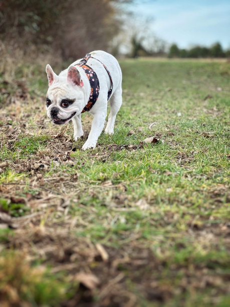 法国斗牛犬在绿地散步图片下载