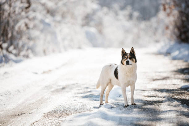 可爱的狗狗有异色症图片下载