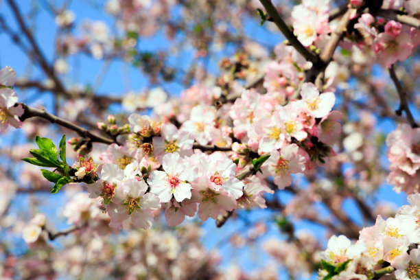 美好的春日图片下载