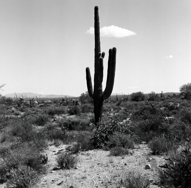 仙人掌索诺拉沙漠亚利桑那单色图片下载