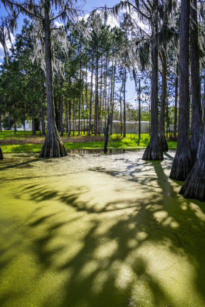 美国北佛罗里达州塔拉哈西，长满绿藻的沼泽水，柏树的树干和树枝的影子映在水面上图片下载