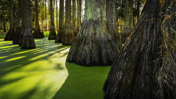 美国北佛罗里达塔拉哈西的沼泽水中的柏树树干和金色的绿藻图片下载