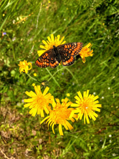 在绿色植物中间的温柔的黄色花朵上的红色海军上将蝴蝶的特写图片下载