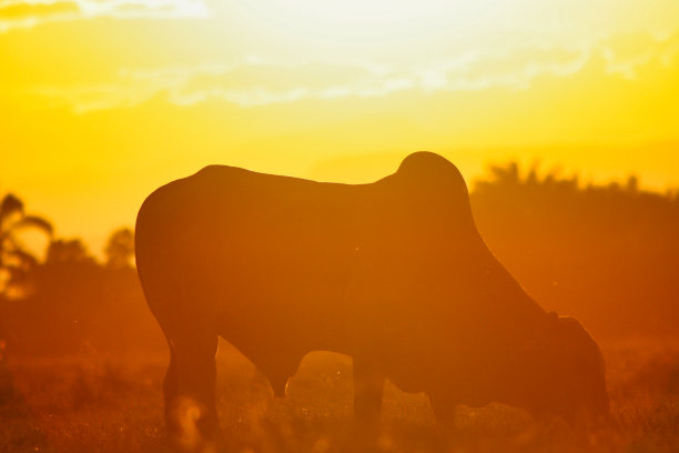 Llanero日落图片下载